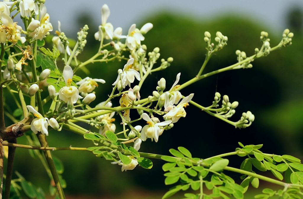 moringa oleifera health benefits