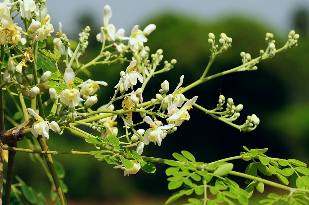 moringa-oleifera-key-health-benefits-bared-nutrition-ph