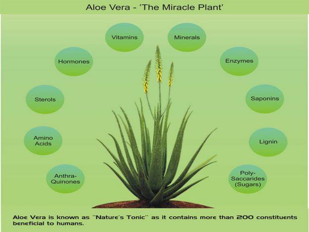 Aloe Vera: Uses|Article|Medical Purposes.